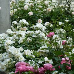 oh! quel beau jardin - Roseraie - Genève