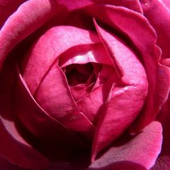 oh! quel beau jardin - Rose - Genève