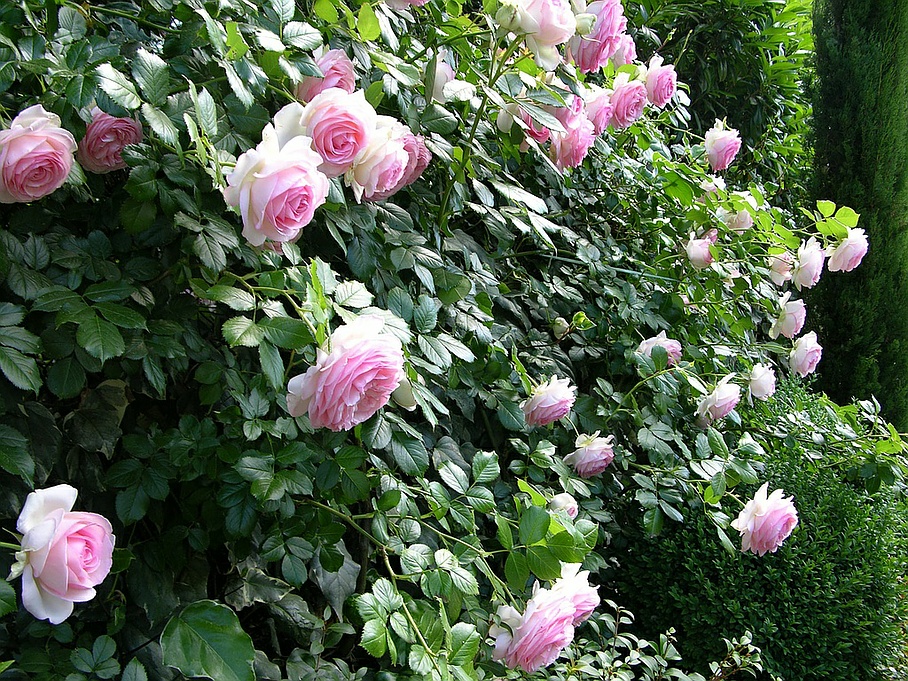 Rose specialist - oh! quel beau jardin - Geneva