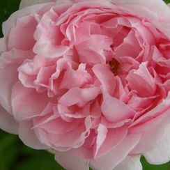 Cottage Rose ® - oh! quel beau jardin - Genève