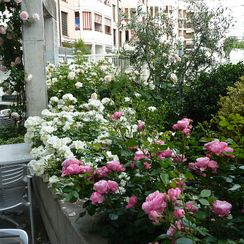 oh! quel beau jardin - Roses et persistants - Genève