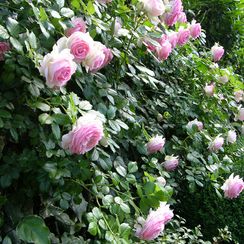oh! quel beau jardin - Mur de roses - Genève