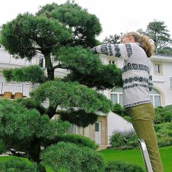 oh! quel beau jardin - Taille Japonaise - Cologny/ Genève