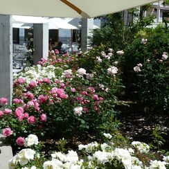 oh! quel beau jardin - Roseraie en terrasse - Genève