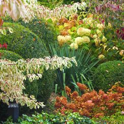 Feuillages d'automne - Oh! Quel beau jardin - Crans près Céligny