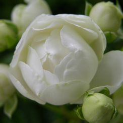 White Mothersday - oh! quel beau jardin - Genève