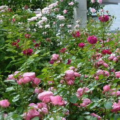 oh! quel beau jardin - Jungle de roses - Genève